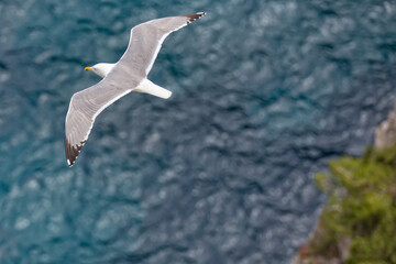Seagull flying over the blue sea. A large white water bird hovers over the deep blue sea, Tyrrhenian sea, Capri island, Italy