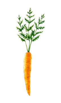 Watercolor carrot. Hand drawn illustration is isolated on white. Orange vegetable is perfect for agricultural design, farm poster, icon, logo, card, fabric textile