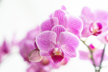 Fototapeta na wymiar Purple Orchid 