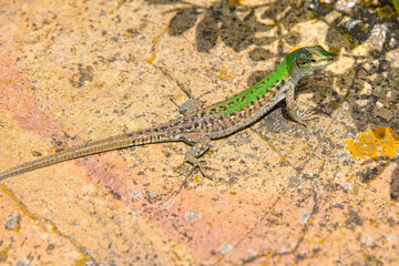 Italian wall lizard or ruin lizard - Podarcis siculus. Lizard enjoys the sunshine on a rock on Capri Island, Tyrrhenian sea, Italy