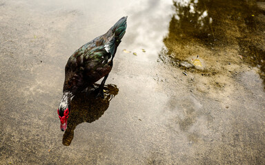 Black and white muskovy duck feeding and drinking water from a flooded tropical park road after a...