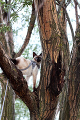 Adorable mekong bobtail cat stay on tree branch. Purebred shorthair cat without tail.