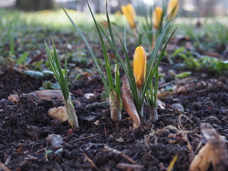 Frühjahrsblüher kündigen den Frühling an