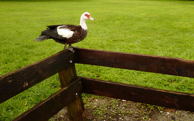 Black and white muskovy duck standing on a wooden tropical park fence against a grass field after a...