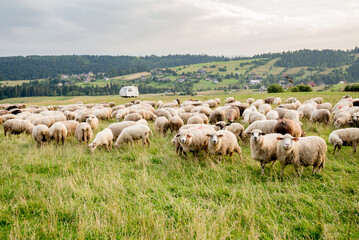 Herd of sheep on beautiful mountain meadow. Grywałd, Pieniny, Poland. Picturesque landscape background on mountainous terrain.