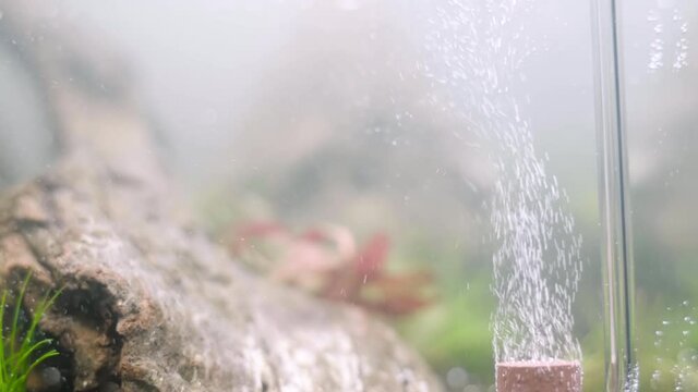 4K cinematic of newly setup aquatic plant tank made with frodo stones arrangement on soil substrate with plant (Hemianthus callitrichoides cuba) with co2 diffuser