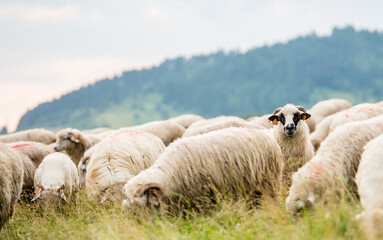 Herd of sheep on beautiful mountain meadow. Grywałd, Pieniny, Poland. Picturesque landscape background on mountainous terrain.
