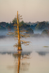 Fototapeta na wymiar Lone Cypress at dawn on a misty morning.