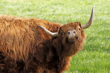 Highland Cattle, Kyloe Beef Cattle With Long Horns