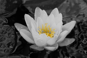 white water lily © Benjamin