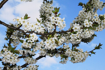 Cherry Blossom