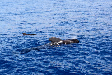 Fototapeta premium Pilot whale