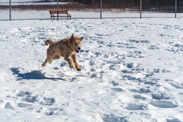 Young Golden Doodle jumping in the snow