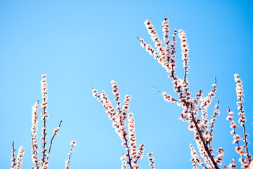 Spring border or background of blossom tree. Beautiful nature scene with blooming tree and sun flare. Easter Sunny day. Spring flowers
