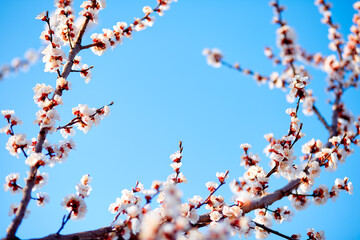 Spring frame or background of blossom tree. Beautiful nature scene with blooming tree and sun flare. Springtime