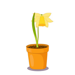 Daffodil flower in a clay pot on white background. Spring plant illustration.