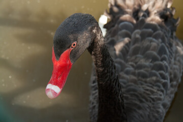 black swan on the water