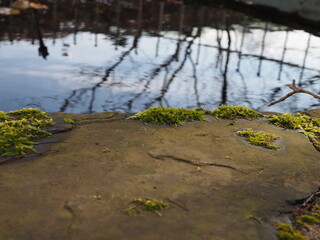 Moos auf Naturstein welches am Ufer eines Gewässers verbaut ist und Bäume die sich im Wasser spiegeln