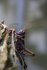 Field cricket insect close-up. Grieg head with eyes. Macro. Reflection