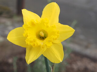 Unter den Frühjahrsblühern ist die gelbe Narzisse eine der beliebtesten Blumen
