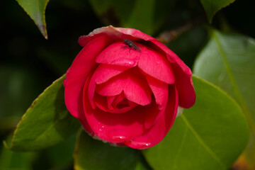 Mosca posada en una flor rojiza de camelia 