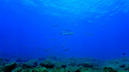 Naklejka na ściany i meble School of Barracuda fish in the blue ocean