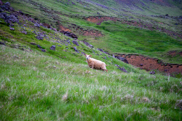 Reykjadalur hot spring hike, Iceland