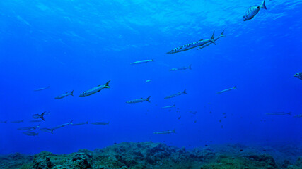 School of Barracuda fish in the blue ocean