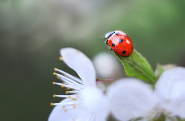 Selective focus. Ladybug macro on a cherry tree blossom in spring time