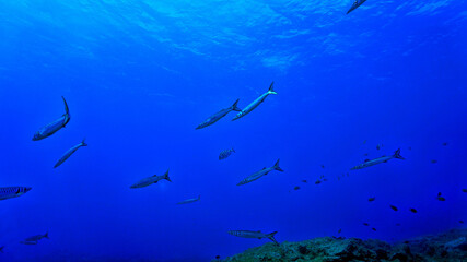 School of Barracuda fish in the blue ocean
