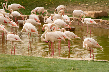 Closeup to flamingos birds on nature environment 
