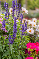 Fototapeta premium Beautiful and colorful flowers in garden with a blurry background