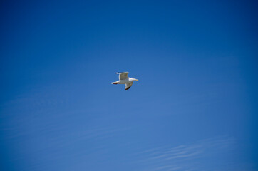 seagull in flight, Möwe, Vogel