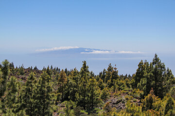 forest in the mountains