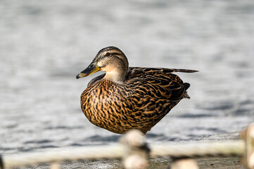 duck on the water, Ente