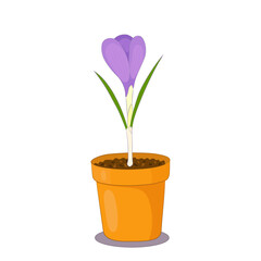 Crocus flower in a clay pot on white background. Spring plant illustration.
