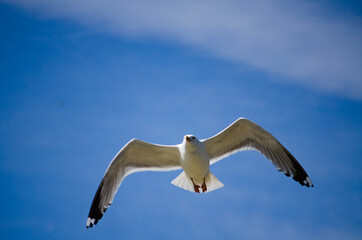 seagull in flight, Möwe