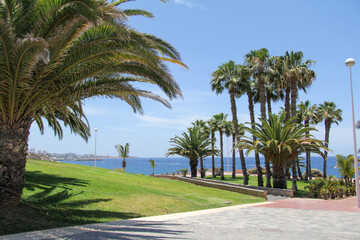 palm trees on the beach