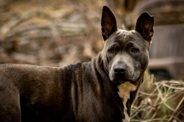 Fototapeta na wymiar Mixed breed female canine