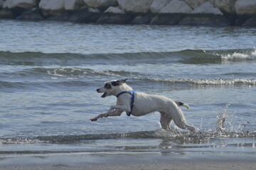 dog running in the sea