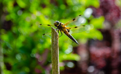 dragonfly on a flower, Libelle