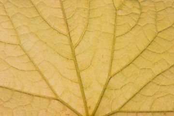 Naklejka na ściany i meble Background of a yellow cucumber leaf with veins. Close-up