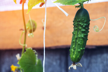 A small green cucumber blooms in the garden. Blurred background