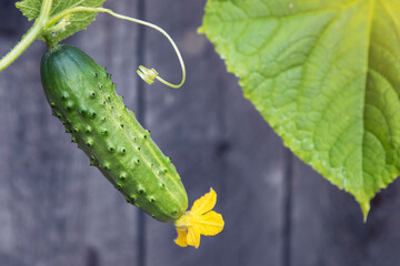 Small green cucumber blooms in the garden close-up