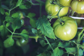 Green tomatoes are blooming. Close-up