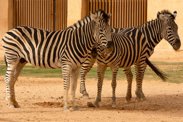 Fototapeta na wymiar Closeup to Zebras animals in the zoo