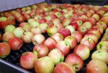 Clean fresh apples moving on conveyor sorting and grading by the machine in a fruit packing warehouse