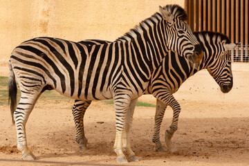 Fototapeta na wymiar Closeup to Zebras animals in the zoo