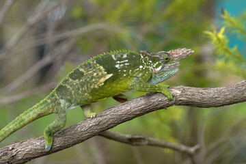 Fischer chameleon perched on a branch