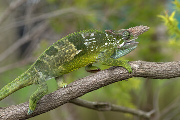 Fischer chameleon perched on a branch